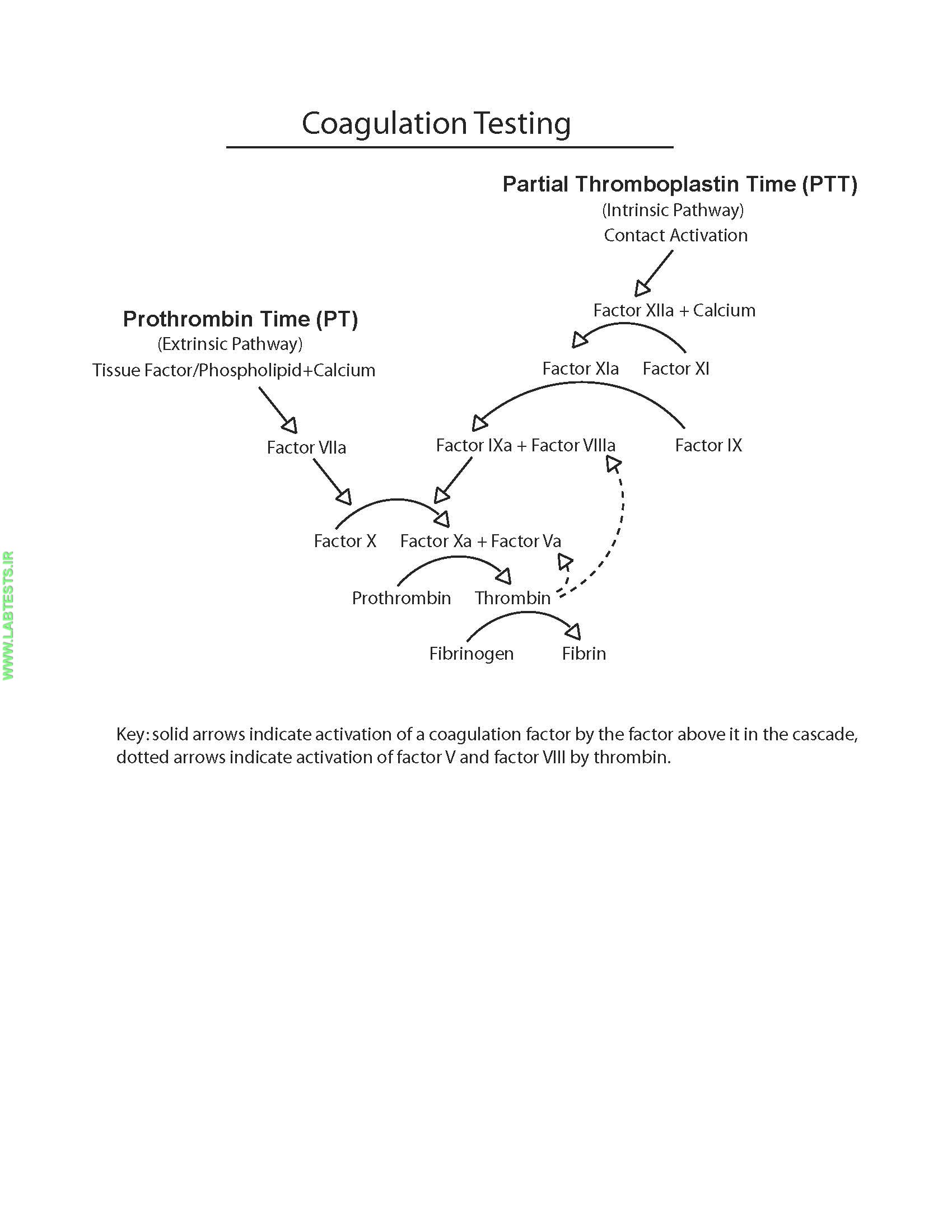 Testing coagulation cascade