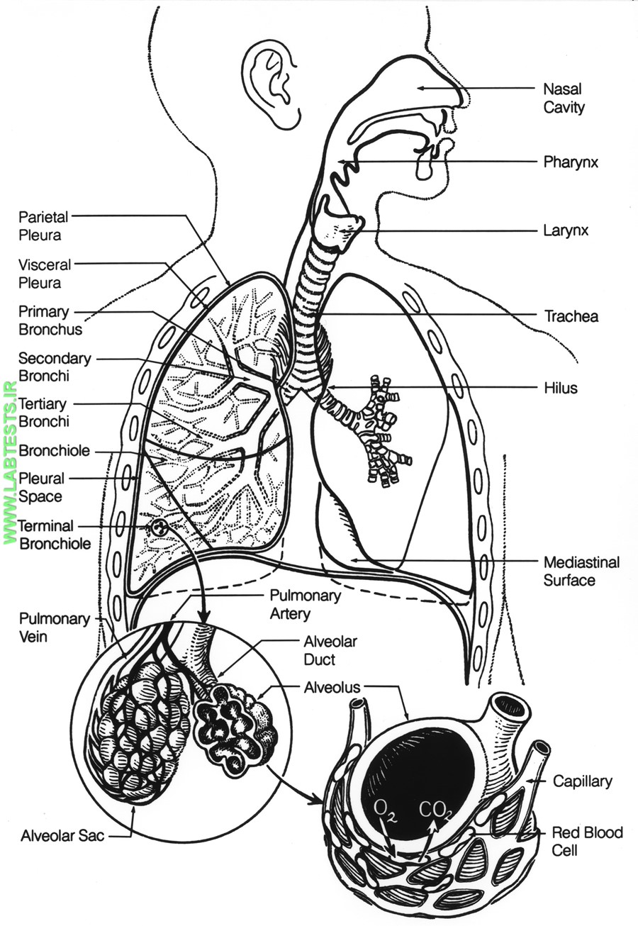 Diagram of the lungs