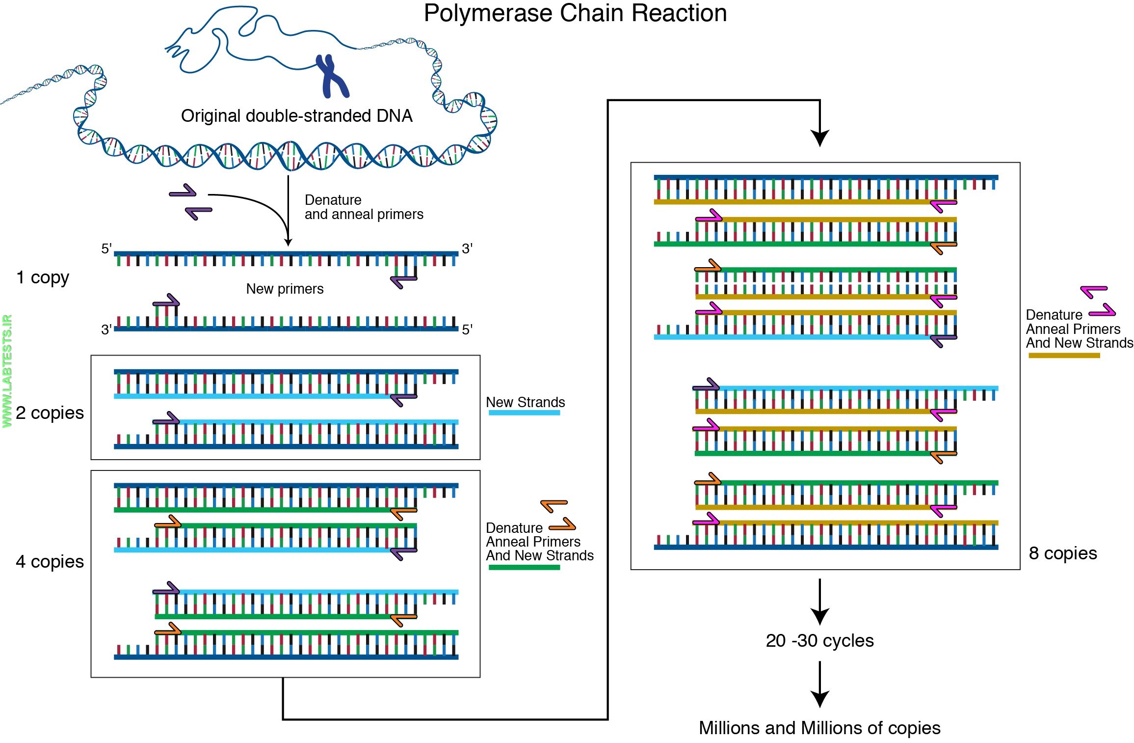 PCR methodology