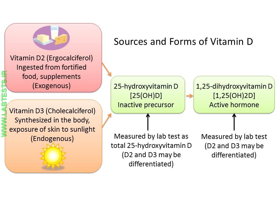 Drawing of sources and forms of vitamin D
