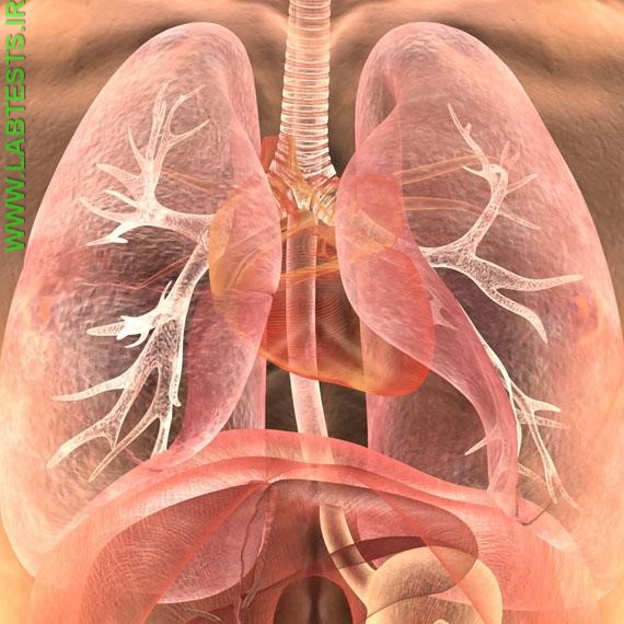 Drawing of the location of the heart