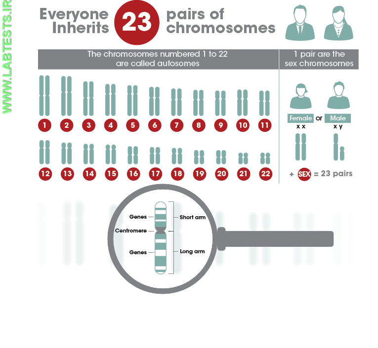 Infographic of Genetic Testing