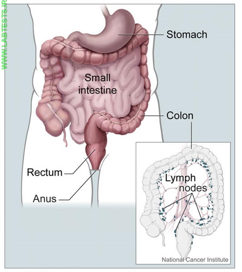 Drawing of the colon and rectum