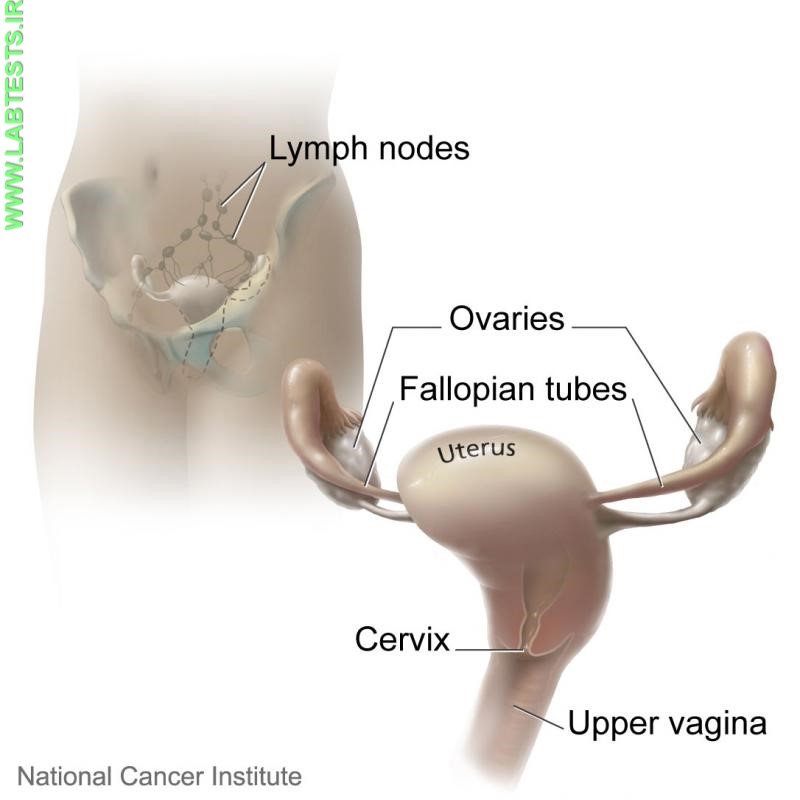 Drawing of the female reproductive system, including the cervix