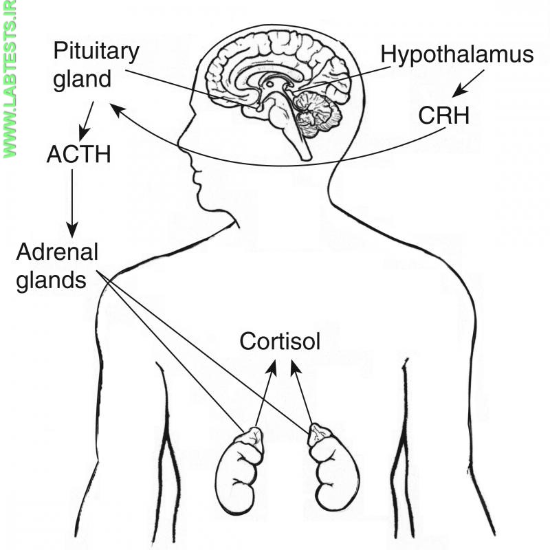Drawing of adrenal feedback system