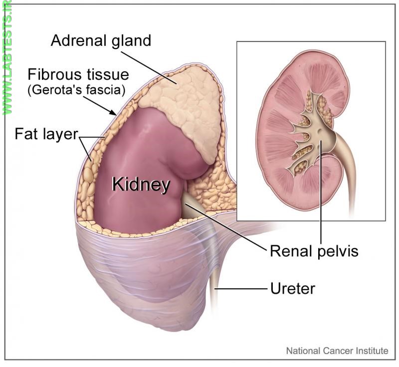 Drawing of kidney and adrenal gland