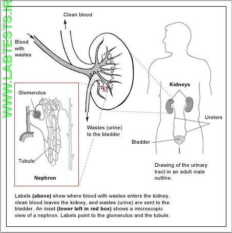 How kidneys work