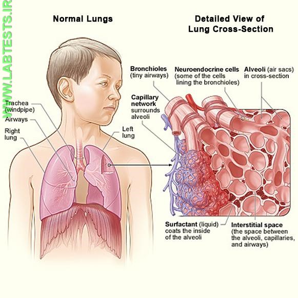 Lung structures