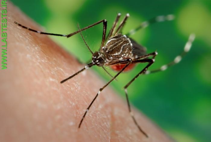 Mosquito on a human