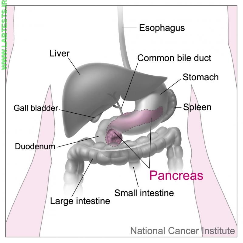 Diagram of the pancreas
