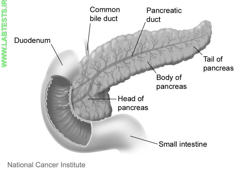Drawing of pancreas structure