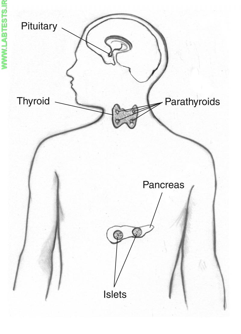 Drawing of the parathyroid glands