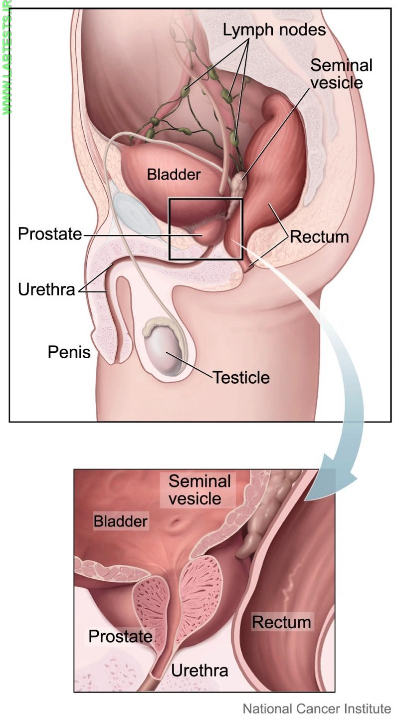 Drawing of the prostate