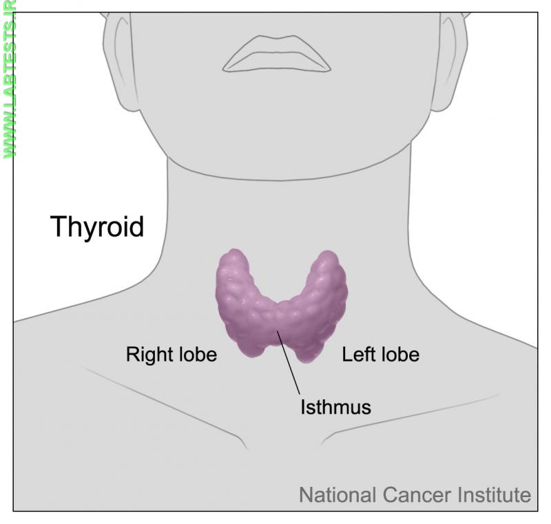 Drawing of thyroid gland