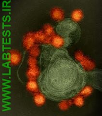 Photo of Zika virus