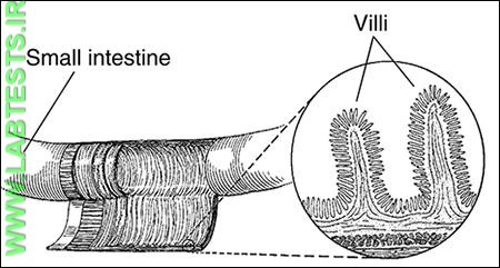 Villa of the small intestine