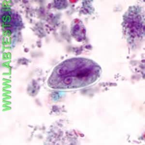 Microscopic giardia