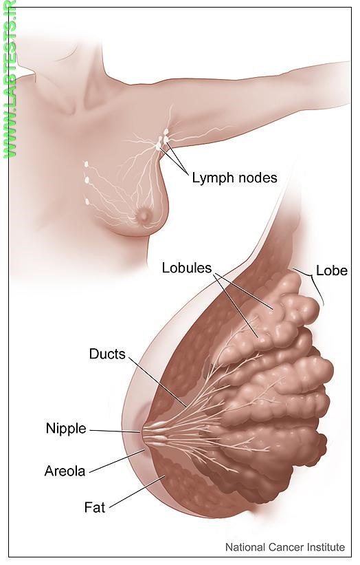 Drawing of female breast