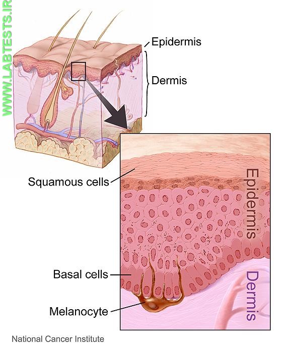 Layers of the skin and close up 