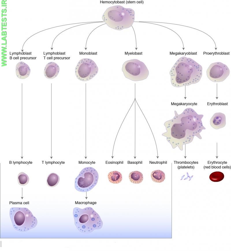Stems cells and various types of blood cells