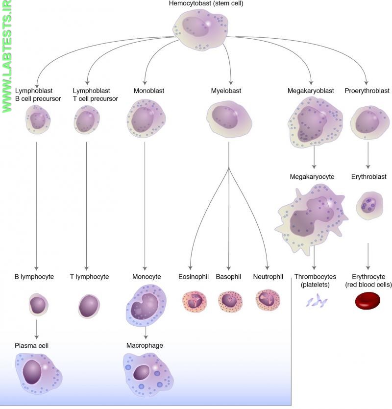 Drawing of stem cells and different types of blood cells