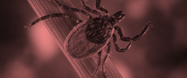 image of tick