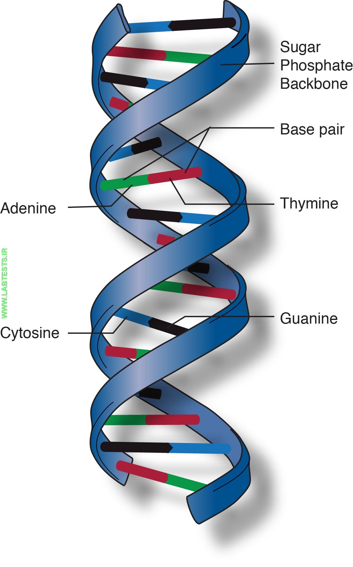 DNA double helix
