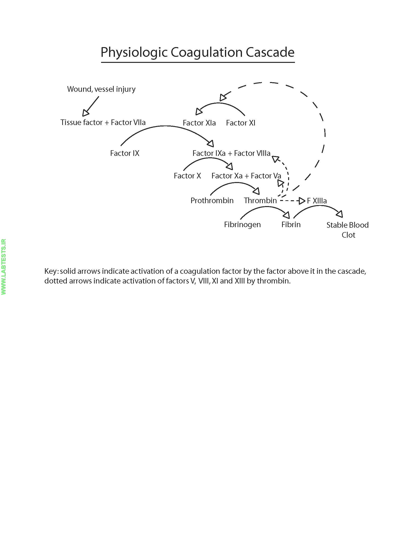 Physiologic coagulation cascade