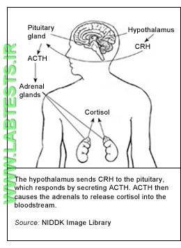 Diagram of Cortisol Production
