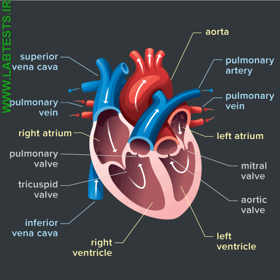 Drawing of the structures of the heart
