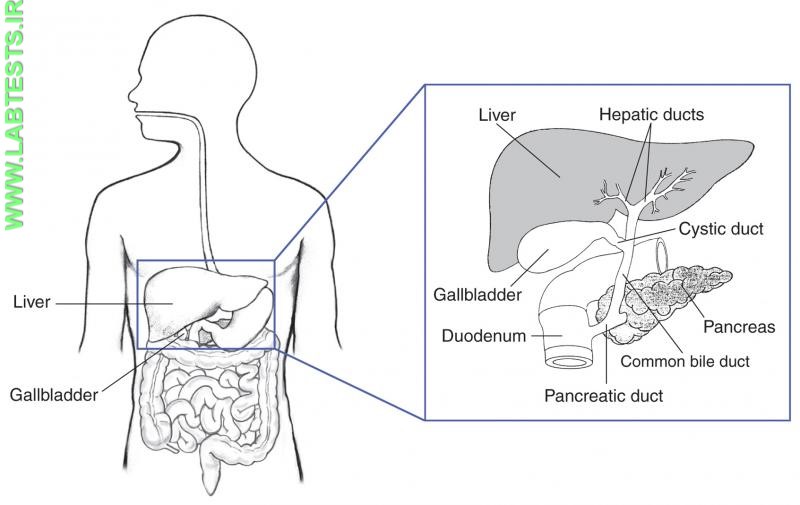 Drawing of the biliary system