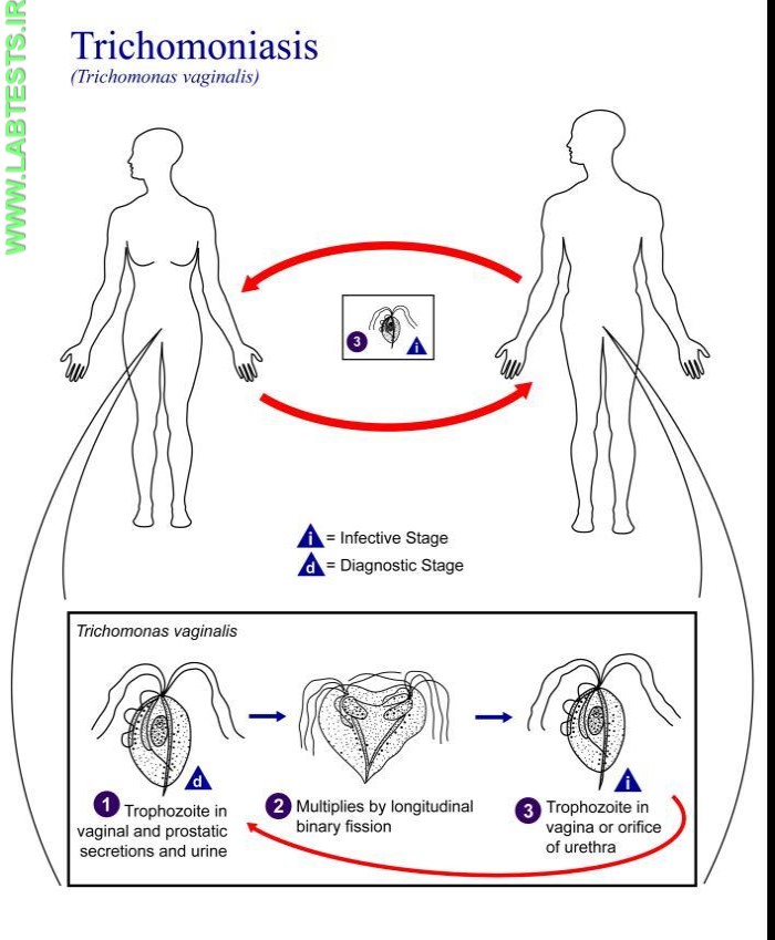 Illustration of the life cycle of T. vaginalis