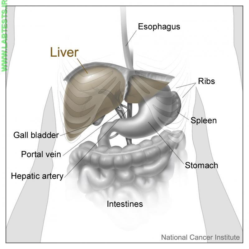 Location of the liver