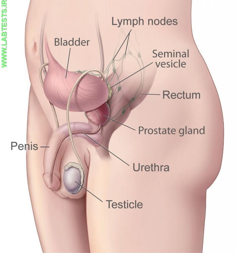 Side view of the male reproductive system, including a testicle.