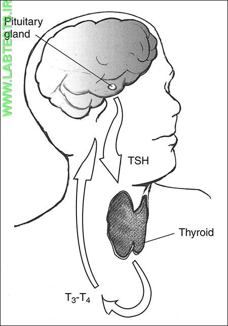 Drawing of the thyroid feedback system