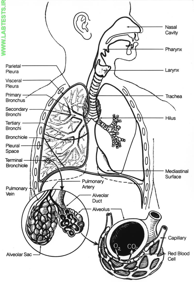 Diagram of the respiratory system
