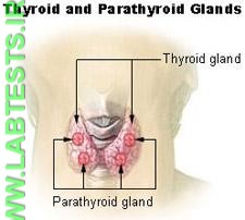 Image of the parathyroids